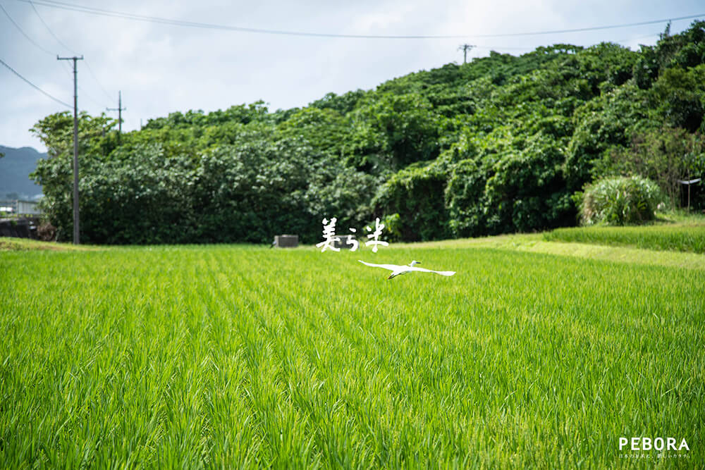 美ら米（ちゅらまい）沖縄県石垣島産ひとめぼれ