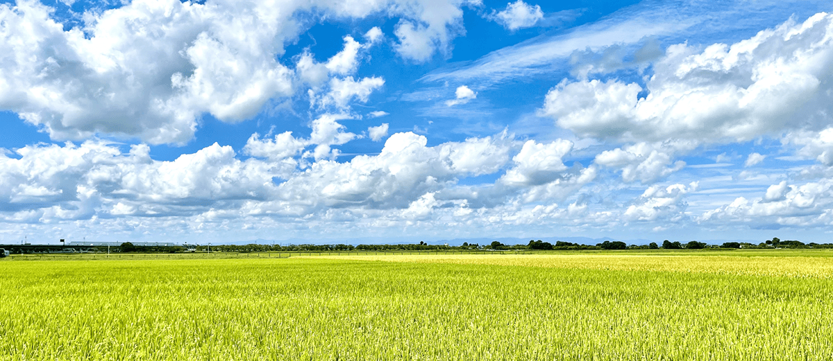 晴れ渡る空と稲穂の広がる光景